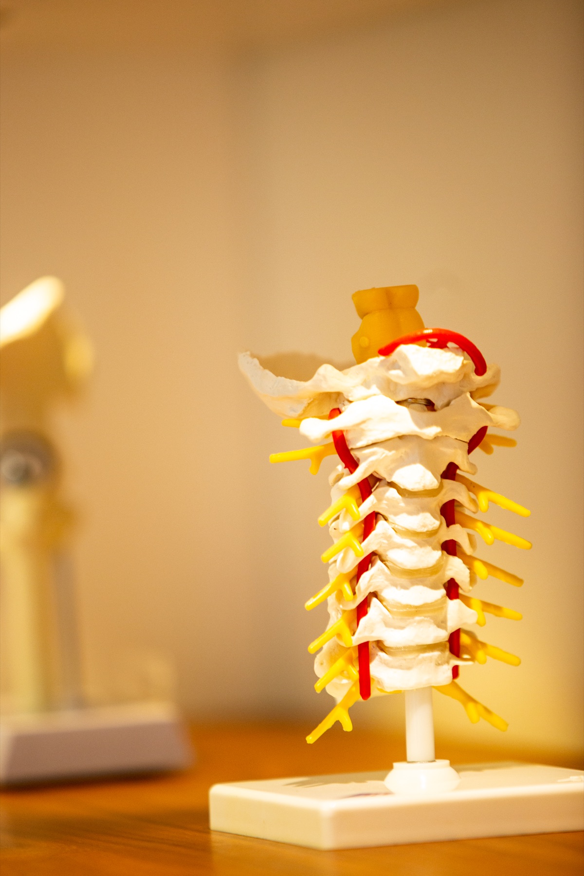 Anatomisches Wirbelsäulenmodell in der orthopädischen Praxis