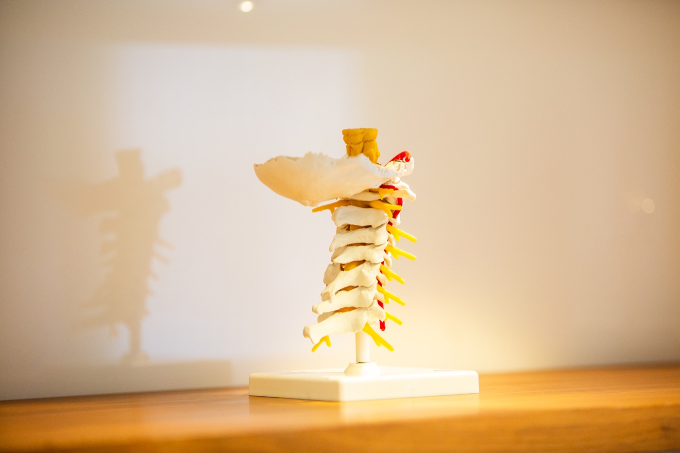 Wirbelsäulenmodell im Sprechzimmer des OrthoCenter München